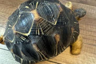 Tortoises kaufen und verkaufen Photo: Astrochelys radiata for sale