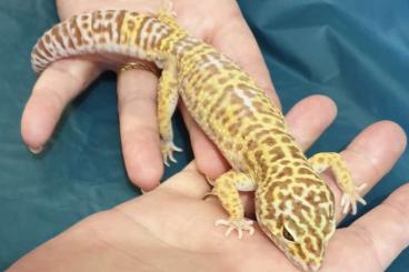 Geckos kaufen und verkaufen Foto: Leopardgeckopärchen ca. 4,5 Jahre Alt