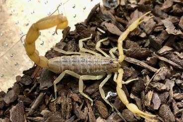 Scorpions kaufen und verkaufen Photo: Mesobuthus, Euscorpio.             