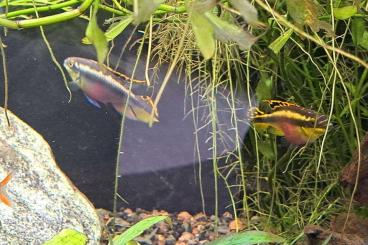 Zierfische kaufen und verkaufen Foto: ca. 40 Purpurbrachtbarsch ( Pelvicachromis pulcher ) 3 - 5 cm