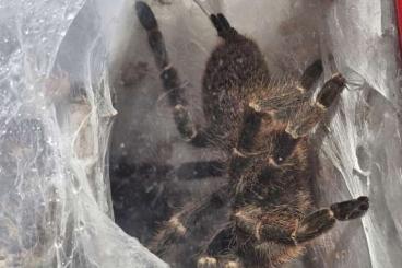 - bird spiders kaufen und verkaufen Photo: P. murinus Kigoma Mutter + gesamten Nachwuchs