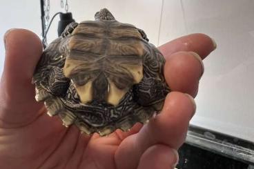 Turtles kaufen und verkaufen Photo: Gewöhnliche Moschus , Schildkröte , Mississippi , Höckerschildkröte