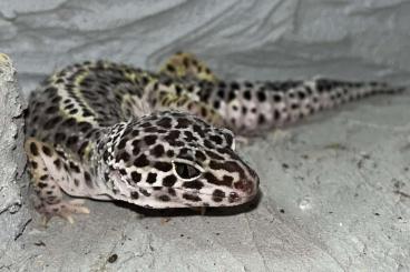 Geckos kaufen und verkaufen Foto: Biete 1.3 Leopardgecko 2023