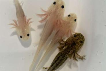 tanks kaufen und verkaufen Photo: Axolotl - Ambystoma mexicanum