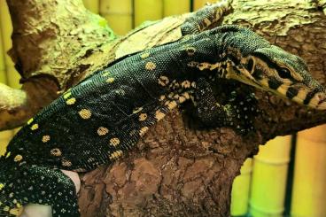 Monitor lizards kaufen und verkaufen Photo: Varanus salvator 100% het. T- albino