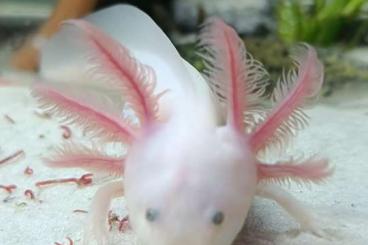 Schwanzlurche kaufen und verkaufen Foto: Axolotl Jungtiere, eigene Zucht, MV 