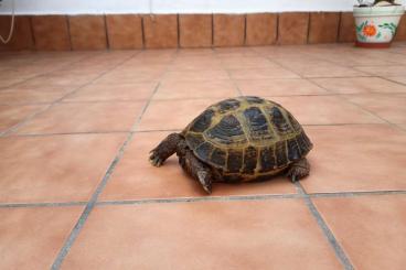 Landschildkröten kaufen und verkaufen Foto: Cedo/ cambio A. Horsfieldii 