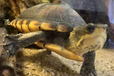 Schildkröten  kaufen und verkaufen Foto: Verkaufe eine Kinosternon leucostomum Wasserschildkröte