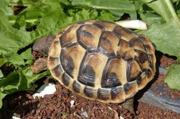 Tortoises kaufen und verkaufen Photo: Kleine griechische Landschildkröten mit Cites-Papieren