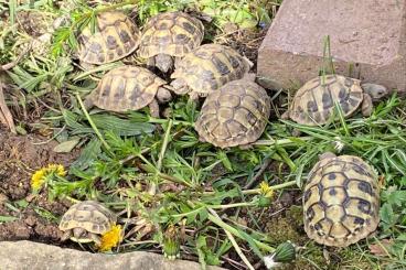 Tortoises kaufen und verkaufen Photo: Griechische Landschildkröten (THB) abzugeben 