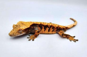 Geckos kaufen und verkaufen Foto: Crested geckos (Correlophus ciliatus)