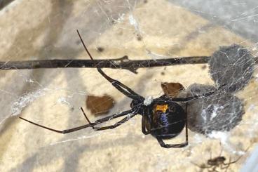 other spiders kaufen und verkaufen Photo: Biete Latrodectus & Loxosceles
