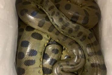 Boas kaufen und verkaufen Foto: Grune anaconda eunectes murinus 