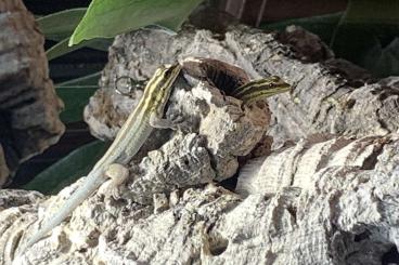 Geckos kaufen und verkaufen Foto: 1,1 Streifenzwergtaggecko (Lygodactylus kimhowelli)