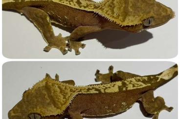 Geckos kaufen und verkaufen Foto: 1.1 Pinstripe 100% hetero Axanthic