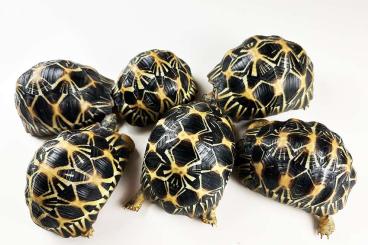Tortoises kaufen und verkaufen Photo: Schweizer Nachzuchten Astrochelys radiata