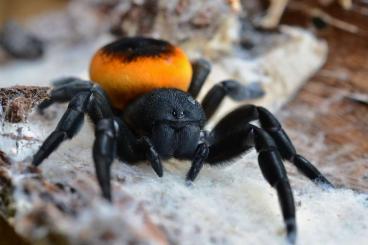 other spiders kaufen und verkaufen Photo: True spiders and other - shipping all EU