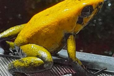 Poison dart frogs kaufen und verkaufen Photo: Phyllobates bicolor_Aktuell 0.0.2 zur Abgabe