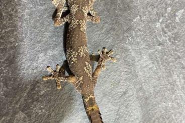 Geckos kaufen und verkaufen Foto: Abzugeben: Strophurus ciliaris - Australischer Stachelschwanzgecko