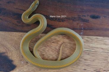 Schlangen kaufen und verkaufen Foto: 2.1 Lamprophis Aurora NZ 