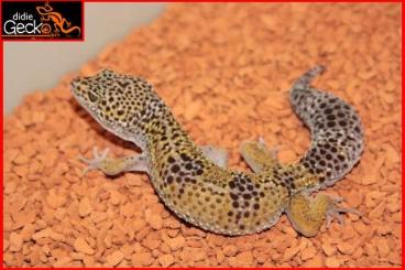 Geckos kaufen und verkaufen Foto: Eublepharis macularius macularius pur 