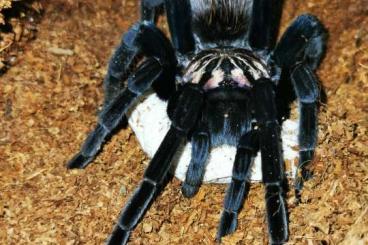 - bird spiders kaufen und verkaufen Photo: Xenesthis sp Blue                