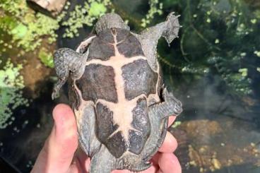 Schildkröten  kaufen und verkaufen Foto: Suche Sternotherus odoratus 
