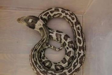 Giftschlangen kaufen und verkaufen Foto: Naja atra female, incredible pattern 