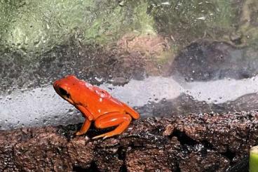 Poison dart frogs kaufen und verkaufen Photo: Bitte fur hamm pfeilgiftfrösche 