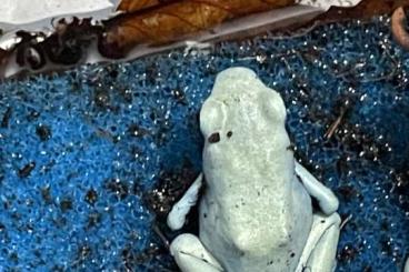 Poison dart frogs kaufen und verkaufen Photo: Biete frösche fur hamm oder 46446
