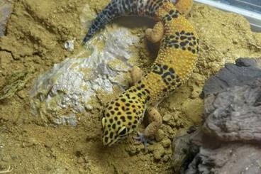 Geckos kaufen und verkaufen Foto: 0.1 Eublepharis macularius High Yellow (Leopardgecko)