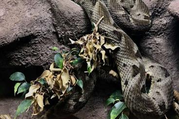Giftschlangen kaufen und verkaufen Foto: Bothrops moojeni female looking for new home