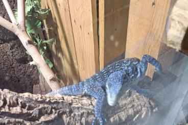Monitor lizards kaufen und verkaufen Photo: Varanus Macraei. Blauer Baumwaran 1.1