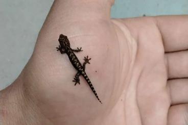 Geckos kaufen und verkaufen Photo: Lepidodactylus lugubris - Jungferngecko 