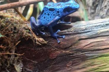 Poison dart frogs kaufen und verkaufen Photo: Biete 0.1 Dendrobates tinctorius azureus NZ 2020