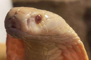 Giftschlangen kaufen und verkaufen Foto: 1,2 Naja Kaouthia Albino Makellose Tiere