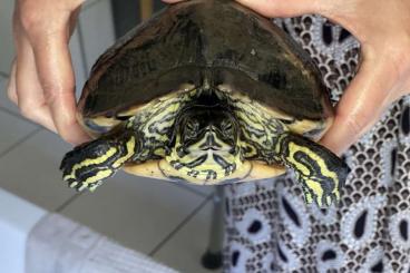 Turtles kaufen und verkaufen Photo: Alterssitz für Schmuckschildkröte (dazu Aquarium und Unterschrank) 