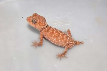 Lizards kaufen und verkaufen Photo: Nephrurus amyae available for Houten